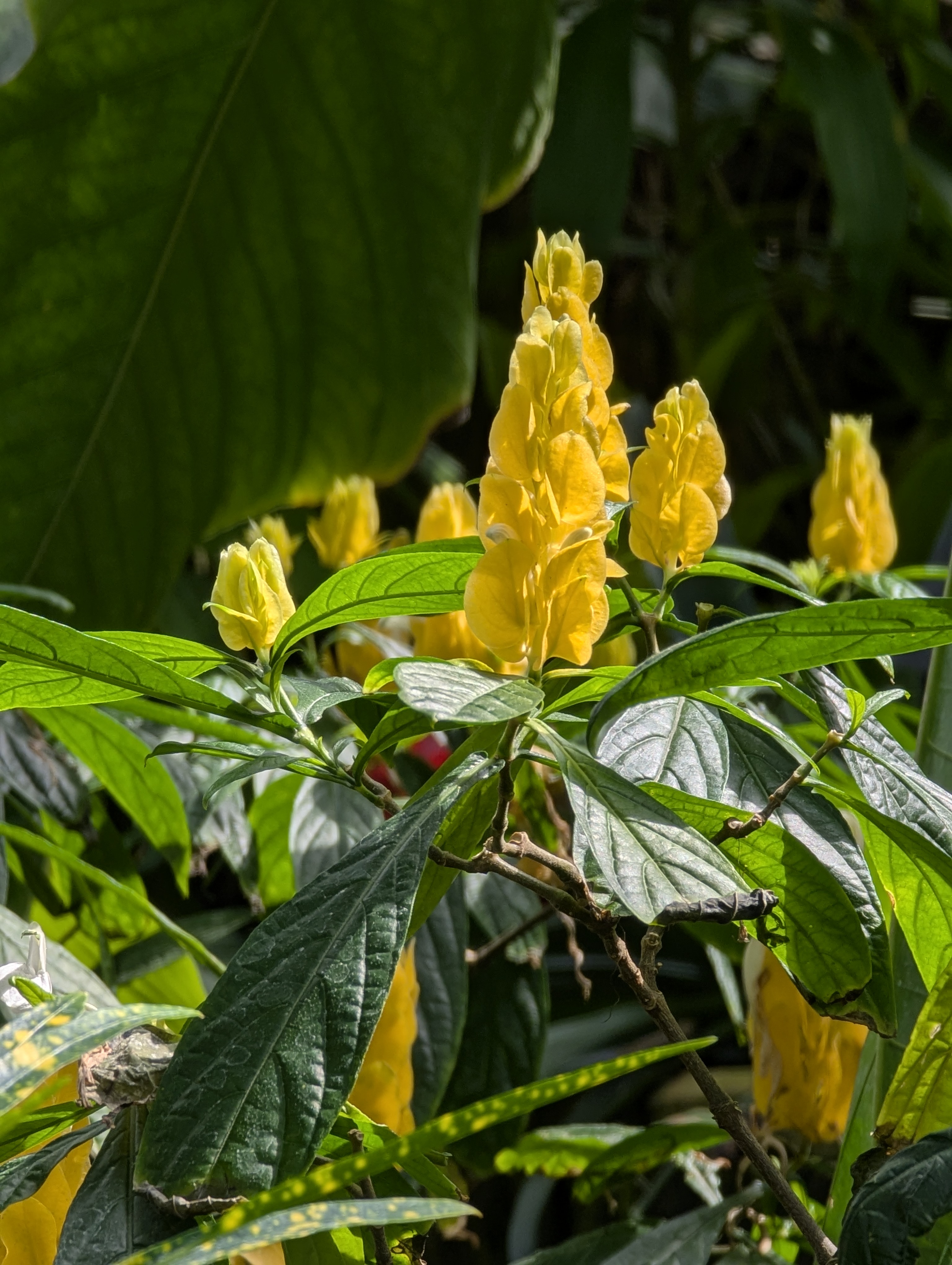 Birthday Trip to Canada, Edmonton, Pyramids, Muttart Observatory